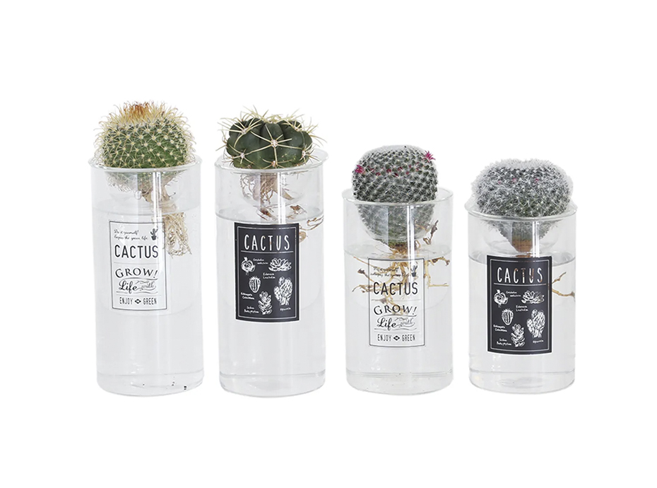 Cactusパッケージのデザイン事例