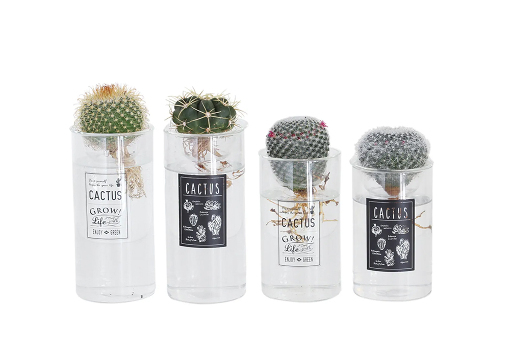 cactus水耕栽培シール